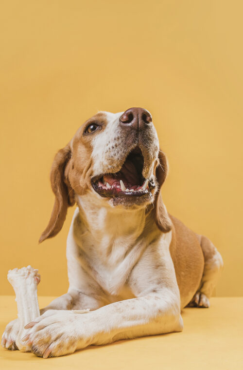 feliz-perro-sosteniendo-un-hueso-con-sus-patas112